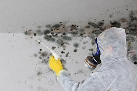 Mold Remediation for Rental Properties in Imlay City, MI